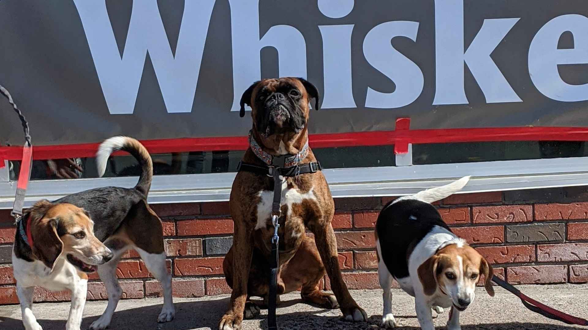 Wags to Whiskers, Pet Store