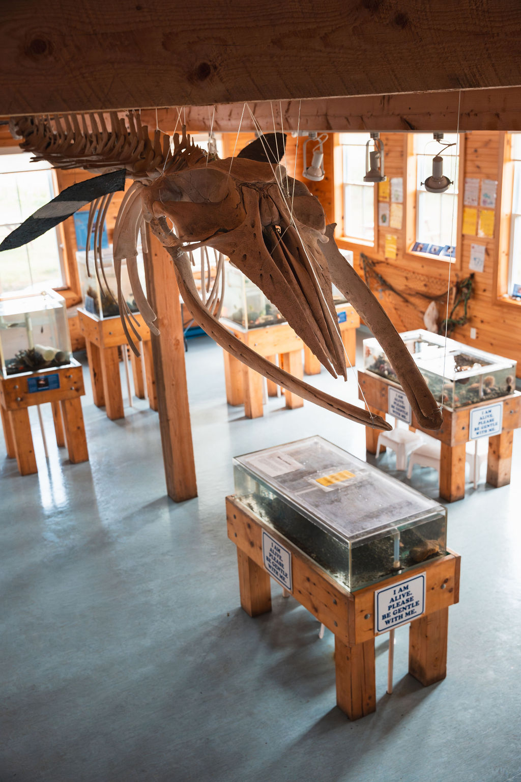 Interior view of Champney’s West Aquarium with exhibit tanks and suspended whale skeleton
